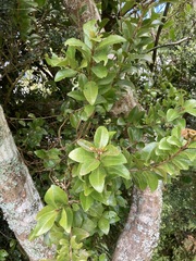 Metrosideros fulgens