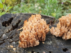 Artomyces pyxidatus