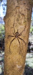 Tamopsis