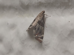 Petrophila jaliscalis