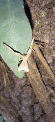 Sidymella