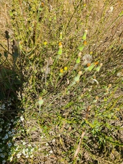 Pyrrhopappus carolinianus