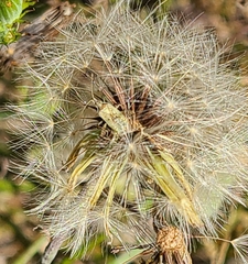 Pyrrhopappus carolinianus