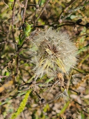 Pyrrhopappus carolinianus