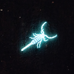 Paravaejovis confusus