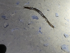 Arthrorhabdus pygmaeus