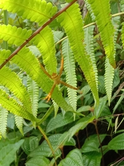 Argiope versicolor