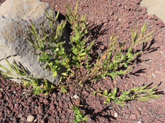 Phacelia serrata