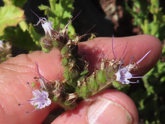 Phacelia serrata