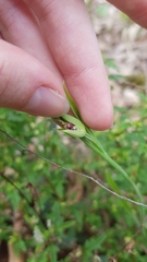 Calochilus robertsonii