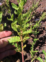 Phacelia serrata