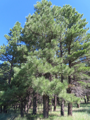 Pinus ponderosa