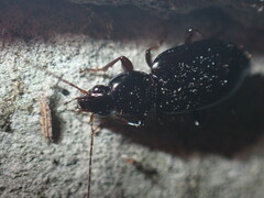 Agonum punctiforme