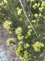 Kunzea sulphurea