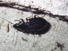 Agonum punctiforme