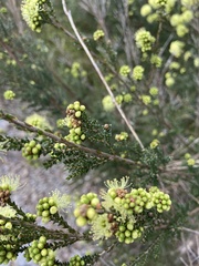 Kunzea sulphurea