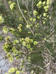 Kunzea sulphurea