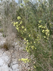 Kunzea sulphurea