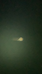 Phacellophora camtschatica