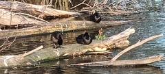 Aythya novaeseelandiae