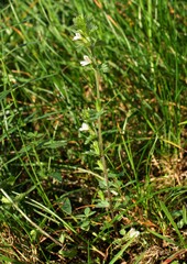 Euphrasia parviflora