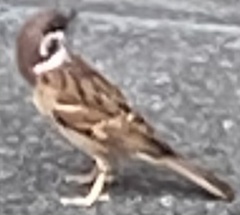Passer montanus