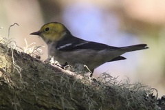 Setophaga occidentalis