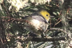 Setophaga occidentalis