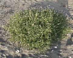 Cakile maritima