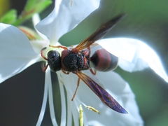 Pachodynerus erynnis