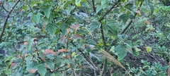 Acer davidii
