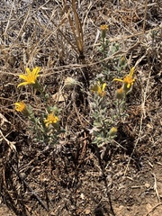 Heterotheca sessiliflora echioides