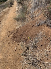 Heterotheca sessiliflora echioides