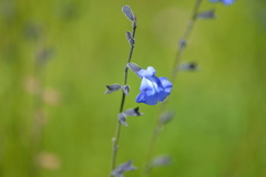 Salvia reptans