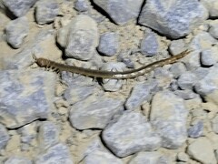 Arthrorhabdus pygmaeus