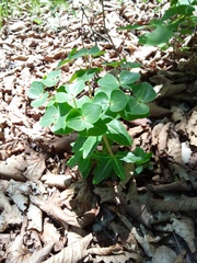 Euphorbia hylonoma