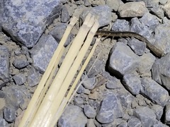 Arthrorhabdus pygmaeus