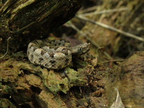 Dunn's Hognose Viper