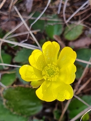 Ranunculus insignis