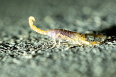 Paravaejovis confusus