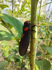 Huechys sanguinea