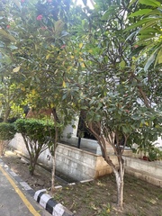 Jatropha integerrima