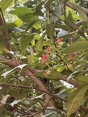 Jatropha integerrima