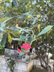 Jatropha integerrima