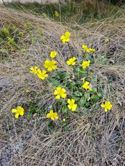 Ranunculus insignis