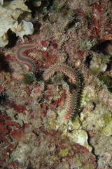 Hermodice carunculata