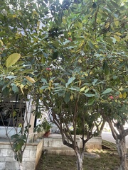 Jatropha integerrima