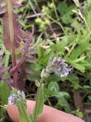 Myosotis discolor