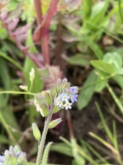Myosotis discolor
