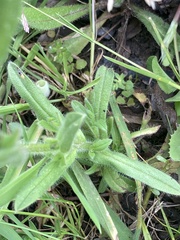 Myosotis discolor